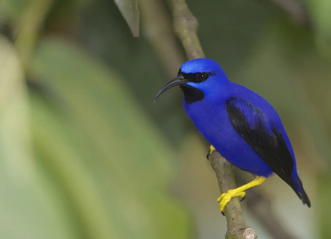 A bright blue honeycreeper with black wings and yellow legs perched on a branch