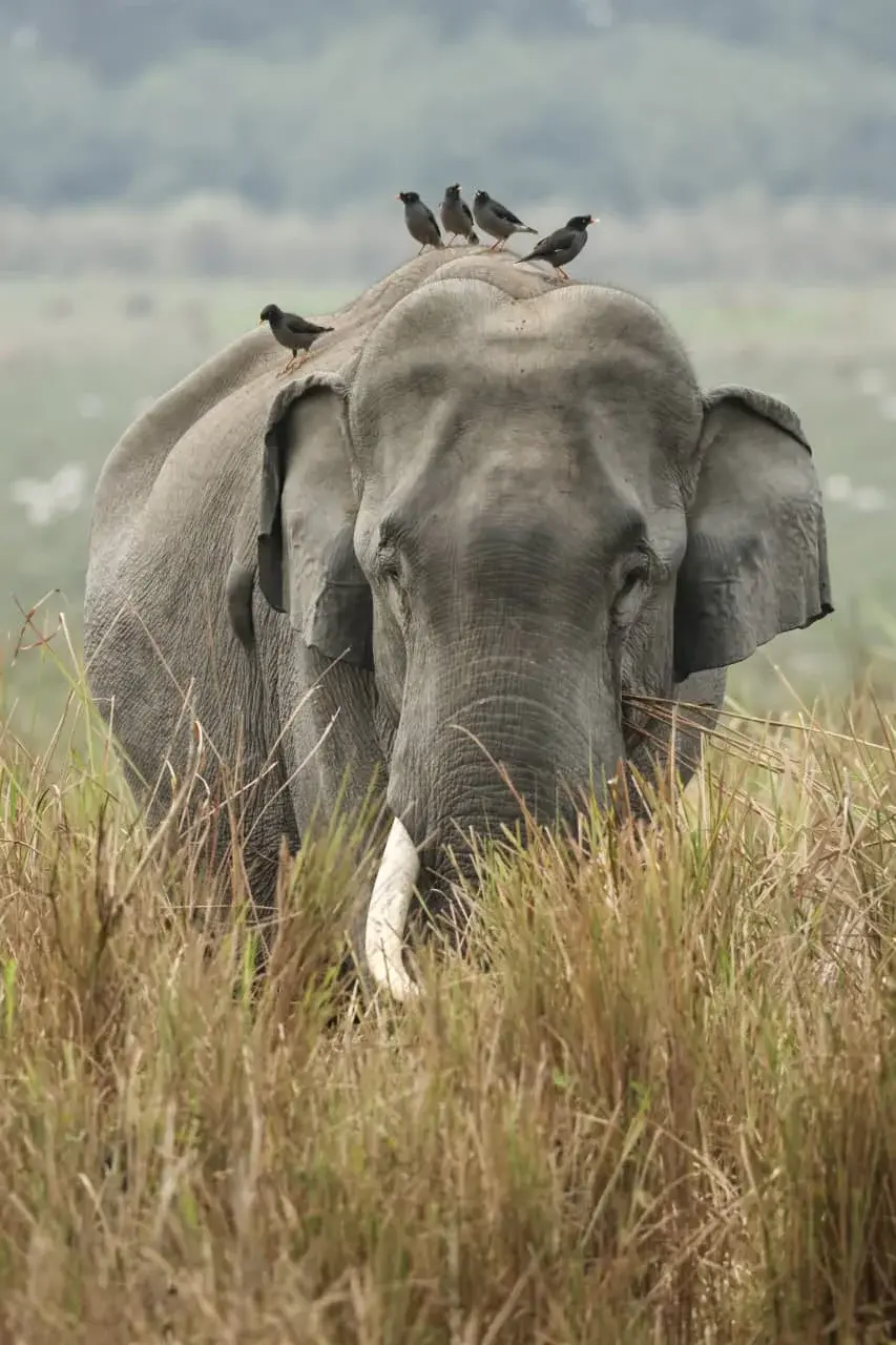An Asian elephant walking through tall grassland with five mynas perched on its back