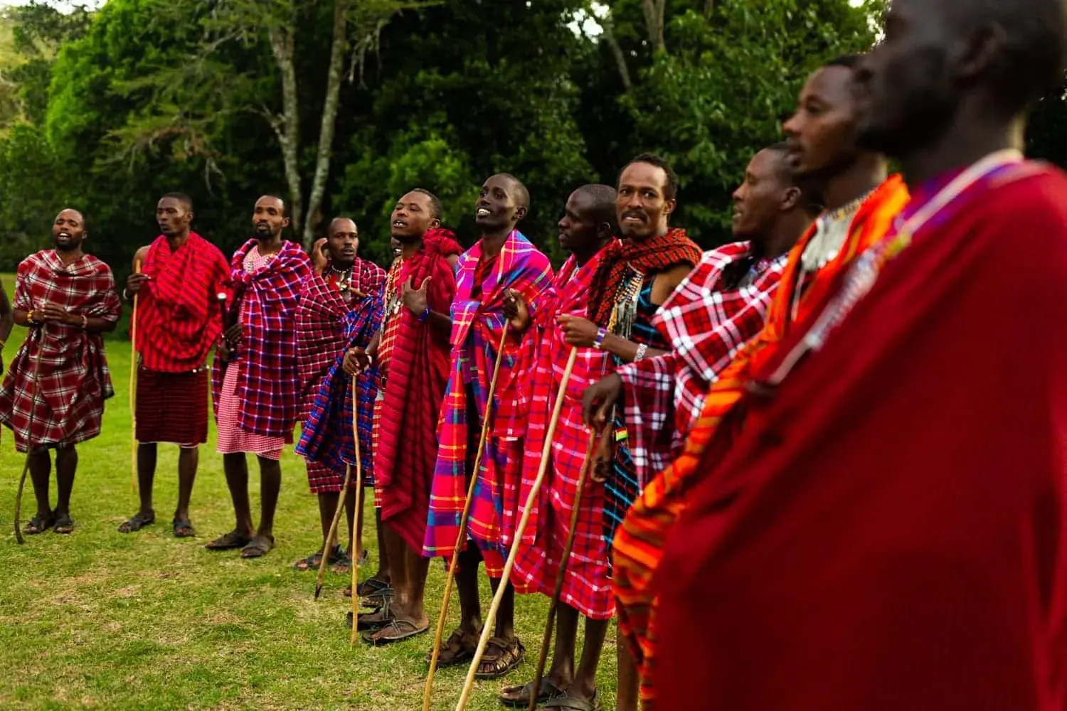 A line of community members wrapped in red and pink checked shúkà cloths, holding wooden staffs and singing on a lawn at the edge of a forest