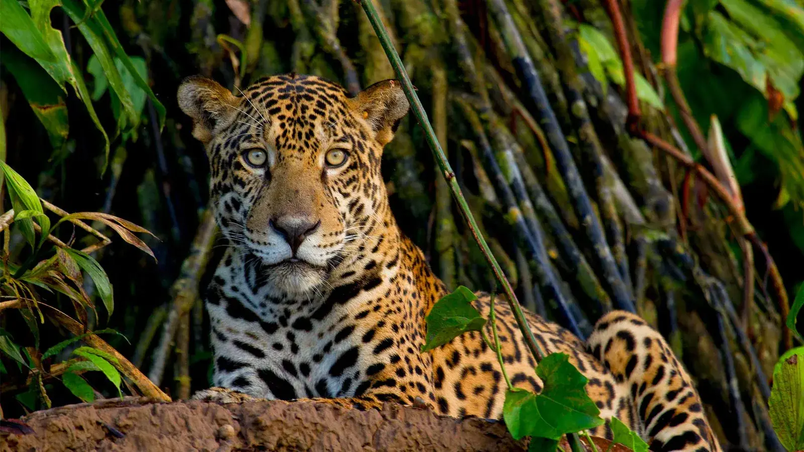 A jaguar resting at the edge of a rainforest, looking straight at the camera