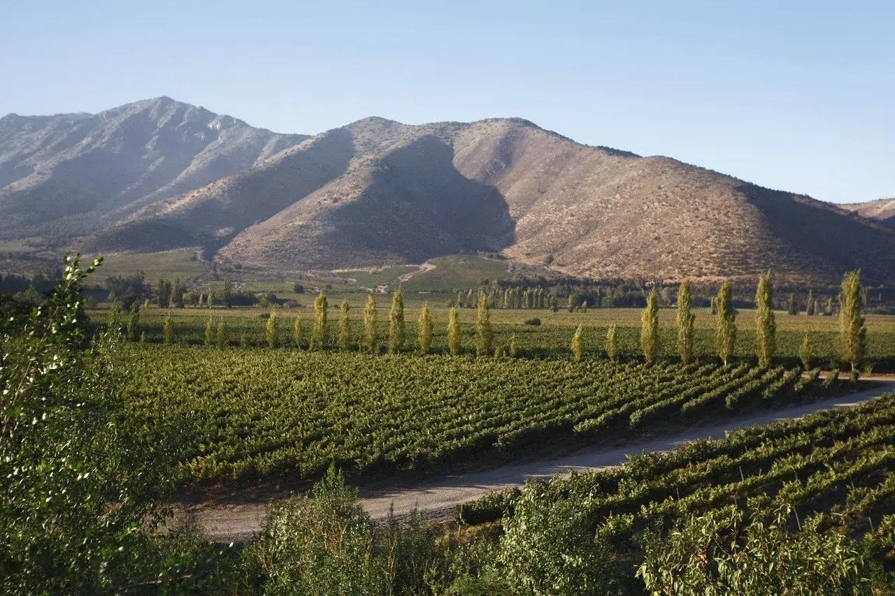 Rows of vines at the foot of the Andes in Chile’s Maipo Valley