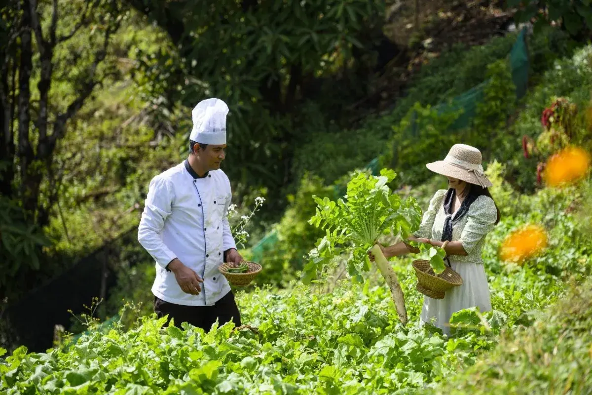A chef and a guest in a straw hat harvesting radishes and beans into woven baskets in the kitchen garden of Prakriti Resort, Nepal