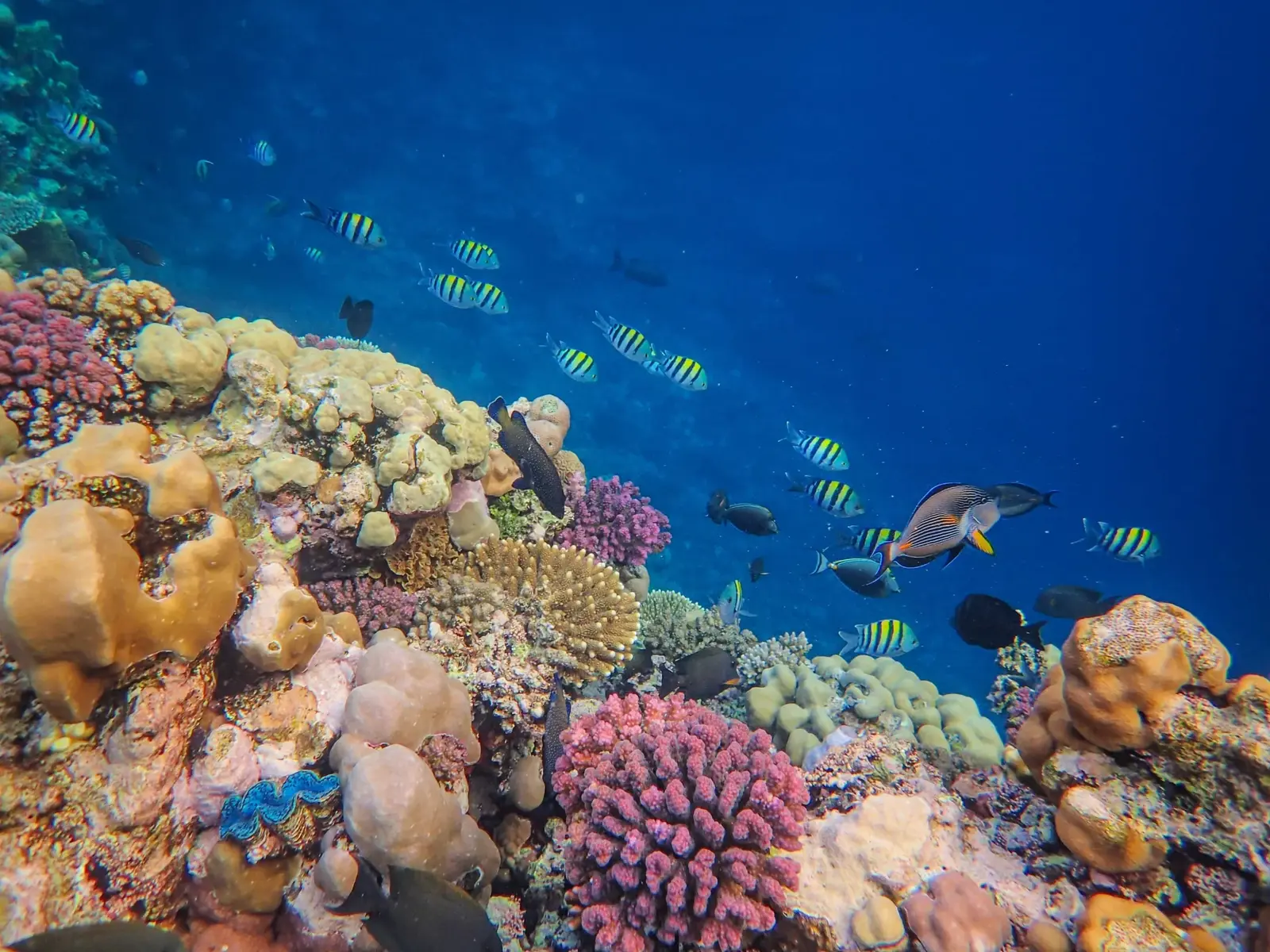 Shoals of striped sergeant majors and a surgeonfish swimming over a coral reef rich in hard corals and a giant clam, in deep blue water